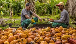 Alagoas inaugura primeira cooperativa produtora de cacau