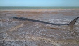 Baleia é encontrada encalhada na praia do Carro Quebrado