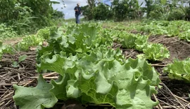 Área plantada cai em Alagoas, mas valor de produção bate recorde