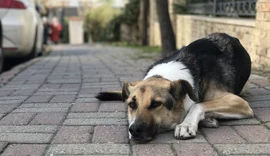 Prefeitura de Delmiro Gouveia inicia a castração de animais em situação de rua neste sábado (26)