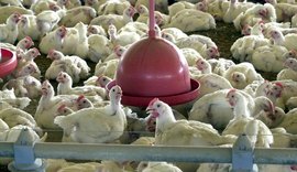 Brasil se declara livre da gripe aviária após fim do vazio sanitário