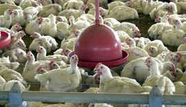 Exportação da carne de frango brasileira é suspensa para 20 países