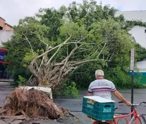 Via é interditada após queda de árvore em frente ao terminal de ônibus no Benedito Bentes