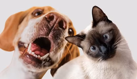Empresa chinesa desenvolve ferramenta que vai traduzir em linguagem humana sons e gestos dos pets