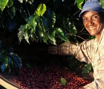 Cooperativas cafeeiras ganham visibilidade e fortalecem atuação com foco em inovação