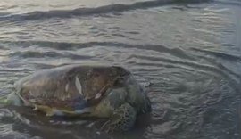 Tartaruga-verde é encontrada morta na Praia de Pajuçara