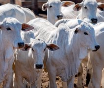 Leilão Capão de Angico Nordeste leva genética de ponta do Pantanal para a Expoagro
