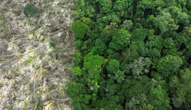 Em 40 anos, Amazônia perdeu área de vegetação do tamanho da França
