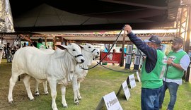 Julgamentos na Expoagro-AL destacam expertise genética e excelência dos rebanhos do Nordeste