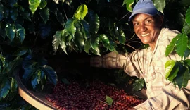 Cooperativas cafeeiras ganham visibilidade e fortalecem atuação com foco em inovação