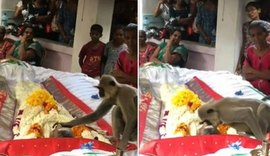 Amigo fiel: Macaco tenta acordar 'parceiro' falecido durante seu velório