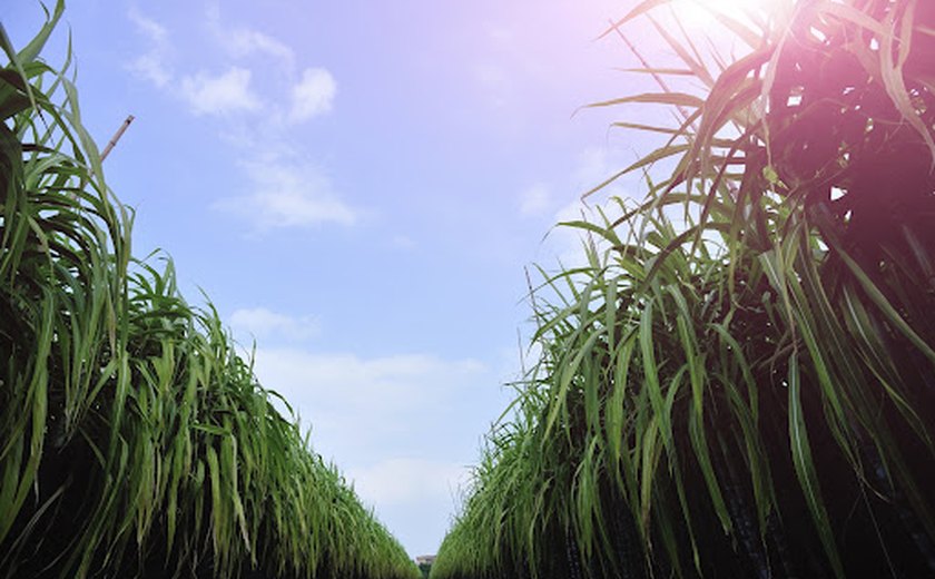 Chuva pode ampliar quantidade de cana beneficiada na safra 21/22