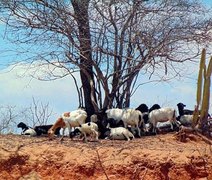 Alto Sertão é responsável por 30% da criação de cabras em Alagoas, segundo levantamento