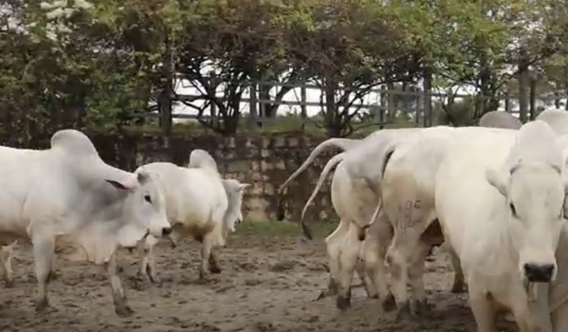 Fazenda Recanto, em Chã Preta, alcança índice histórico de 90% de prenhez em novilhas Nelore