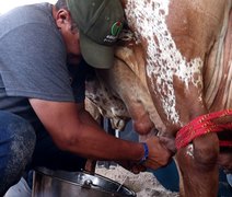 Raça Gir Leiteiro protagoniza primeiro Torneio Leiteiro da Expoagro Alagoas