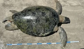 Tartaruga-verde adulta é encontrada morta presa em rede na Ponta Verde
