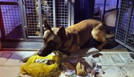 Cães do 3º Batalhão da PM encontram mais de dois quilos de entorpecentes em Arapiraca