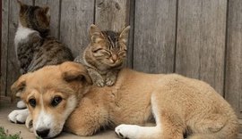 Suspeita de envenenamento de cães e gatos em vários bairros de Piranhas mobiliza Polícia