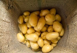 Plano Safra da Agricultura Familiar 2024/2025 movimenta R$ 43,3 bilhões nos primeiros sete meses