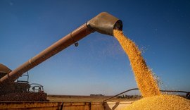 Governo autoriza compra de 200 mil toneladas de milho para pequenos criadores