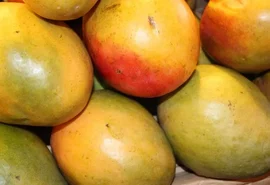 Preços da manga seguem em queda nas regiões produtoras do Nordeste
