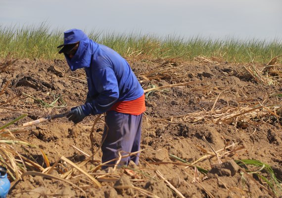 Técnica de plantio amplia produção de cana por hectare em AL; saiba mais