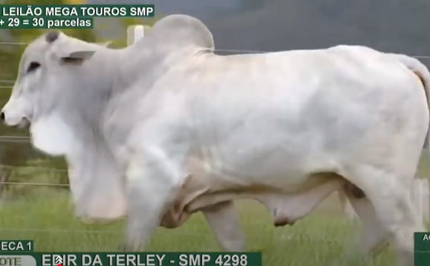 3º Mega Touros SMP atrai criadores de 12 estados e cresce 36%