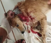 Cãozinho é brutalmente atacado por cães de rua; tutora pede ajuda para custear tratamento