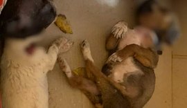 Homem mata cruelmente dois filhotes de cachorro após discussão com dona dos animais