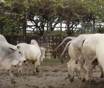 Fazenda Recanto, em Chã Preta, alcança índice histórico de 90% de prenhez em novilhas Nelore