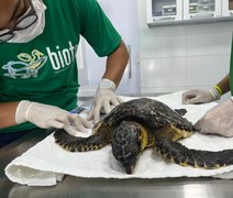 Tartaruga-de-pente é encontrada encalhada na Barra de São Miguel