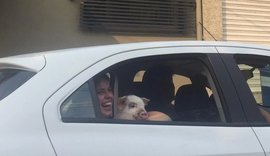 Fim de semana: Porca é flagrada passeando de carro