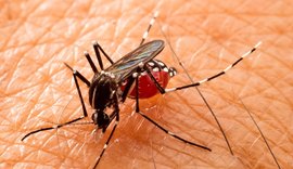 Cresce número de casos de dengue em Arapiraca