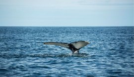 Temporada de observação de baleias impulsiona o turismo responsável no litoral brasileiro