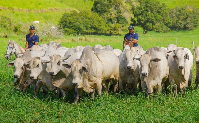 3º Mega Touros SMP vai apresentar animais neste sábado (11); leilão acontece no domingo (12)