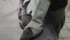 Em AL, chuvas intensas aumentam presença de animais silvestres em áreas urbanas
