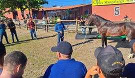 Cavalos Mangalarga Marchador disputam etapa nordestina em Maceió