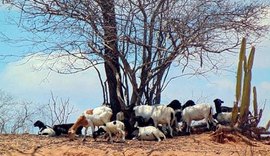 Alto Sertão é responsável por 30% da criação de cabras em Alagoas, segundo levantamento