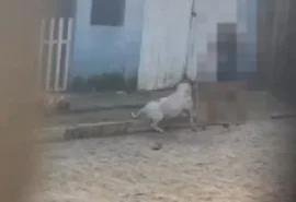 Pitbull mata cachorro em Arapiraca; moradora acusa tutora de negligência