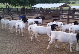 8ª Expoalagoas Genética traz exposição inédita para Alagoas