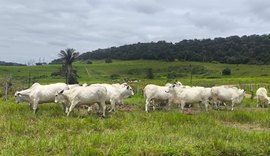 Com genética superior, Varrela está com tudo pronto para remate de touros e fêmeas nelore