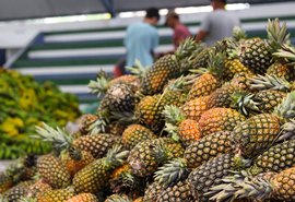 Educação inicia entrega de mais de 50 mil kits da agricultura familiar nas escolas