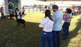 71ª Expoagro vai apresentar rebanho Santa Inês de alta genética