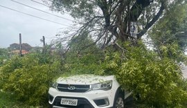 Árvore cai sobre carro em rua da Jatiúca, em Maceió
