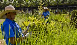 Cooperativismo brasileiro se mobiliza para apresentar ações práticas de sustentabilidade durante a COP30