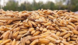 Safra global de arroz 2025/26 deve atingir recorde
