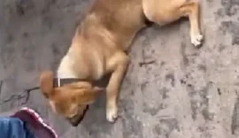 Vídeo: Homem é flagrado por populares arrastando cachorro amarrado a moto em Arapiraca