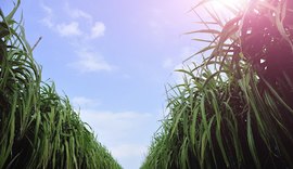 Chuva pode ampliar quantidade de cana beneficiada na safra 21/22