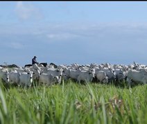 Quarto Leilão Santa Nazaré e Varrela Pecuária comercializa fêmeas Nelore de qualidade