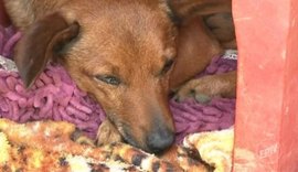 Vídeo: cachorro percorre 12 km para se despedir de dono em velório em Minas Gerais